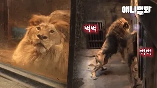 What a Lion That Wanted to Escape The Tiny Display Hall Did
