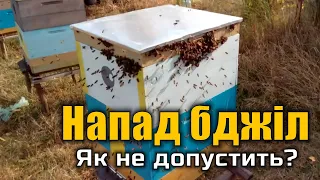 Напад бджіл на вулики та нуклеуси в кінці літа.