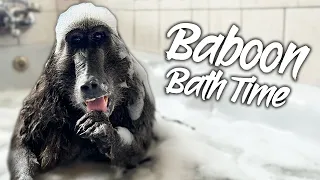 Bathing Cindy The Baboon