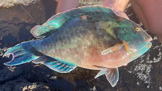 Hawaii Shore Fishing | Uhu (Parrotfish) and Nenue (Rudderfish)