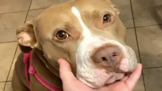 Mama dog was dumped for being useless. Someone gave her another chance at life.
