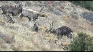 Markhor National Animals of Pakistan#nature #wildlife #conservations#wildlife of Pakistan