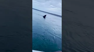 Giant shark encounter in Iceland