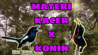 MATERI KACER X KONIN (Kolibri Ninja) masteran ampuh untuk Kacer meningkatkan emosi
