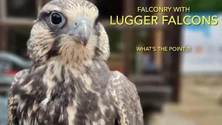 FALCONRY: LUGGER FALCONS