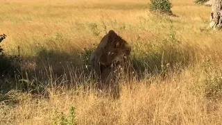 Lions mating !! Masai Mara