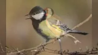 Sinead o' connor   The singing bird- traditional