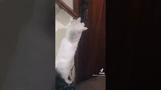 Prison break  Cat  #Shorts #tiktok #cat