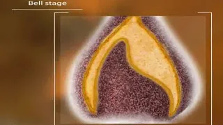 Tooth Development and Eruption (3D Animation)