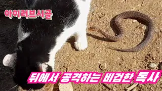 뒤에서 공격하는 비겁한 독사/a cowardly snake attacking behind a cat
