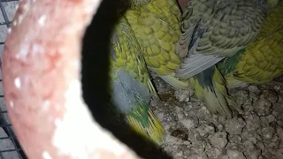 Spangle budgie breeding progress