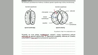 FIZJOLOGIA ROŚLIN - Regulacja otwierania aparatów  - ZADANIA MATURALNE Z BIOLOGII 🌱szparkowych