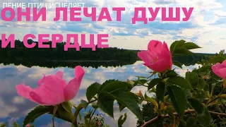 ПЕНИЕ ЛЕСНЫХ ПТИЦ И ПРИРОДА ИЗЛУЧАЮТ ТОЛЬКО ДОБРО И ЛЮБОВЬ,КОТОРОЕ УСПОКАИВАЕТ НЕРВНУЮ СИСТЕМУ.