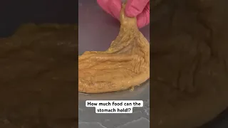 How Much Food Can the Stomach Hold!?