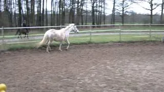 Pony Donna im Paddock