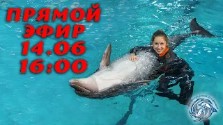 Как поплавать с дельфинами в Санкт-Петербурге.