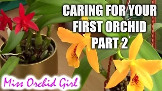 How to care for your first orchid - Part 2