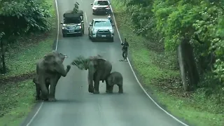 Wild elephant Khao Yai np.Thailand