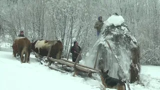 Volovi i seno - Obicaji Radjevine - Dobrivoje i Dobrila Pantelic