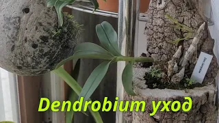 Dendrobium. Уход...период покоя,температура,освещение.