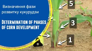 Визначення фаз розвитку кукурудзи. Епізод № 46