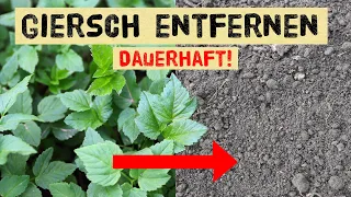 Wie entfernt man Giersch dauerhaft aus dem Garten, Rasen und den Gemüsebeeten?  Dreiblatt, Geißfuß