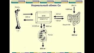 13:50 Паращитовидные железы