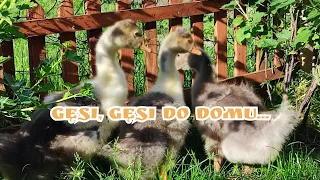 #hodowla 🐓🐔🦜🐥🦃🦆| Gęsi, gęsi do domu ... ♥️😊