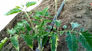 томаты сорт мохитос, теплица, жимолость.