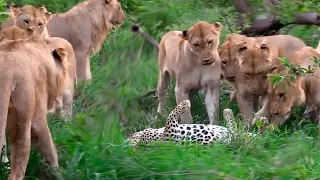 The lionesses have caught the Leopard! Here's what happened next