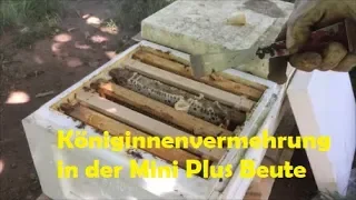 Königinnen Vermehrung. Erstellen von Begattungseinheiten im Mini Plus Format