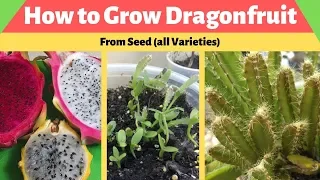 How to Grow Dragon Fruit from Seed (Red, White, and Yellow Dragon Fruits)