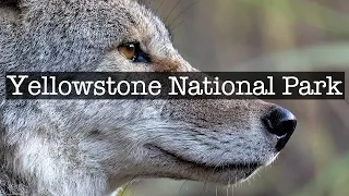 Yellowstone National Park - 4k Relaxation Film