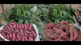 How I grow sweet potatoes in sacks. The tubers are many and large ( trồng khoai lang trong bao tải)