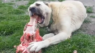 World Strongest Dog Bite-KangaL Bite Force 743 Psi