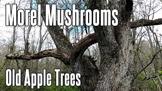 Morels and the Old Apple Tree