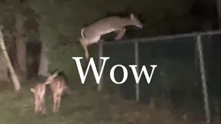 Two Fawns Watch Mother Deer Jump Fence
