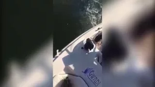 Crocodile Attempts to Steal Fisherman's Catch