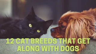 12 Cat Breeds That Get Along with Dogs | Animal Globe