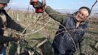 Üzüm nasıl budanır, Üzüm omça budaması, üzüm budamanın püf noktaları, asma budama omça nasıl budanır