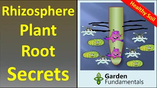 The Rhizosphere 🌲🍄🌴 Secrets to Better Plant Growth and Soil Building