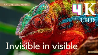 Chameleons 4K 60fps HDR (ULTRA HD) #chameleons #4Kvideo