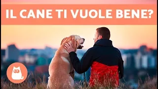 Sei la persona preferita del tuo cane? 🐶❤️10 SEGNALI per capire che il cane ti vuole bene