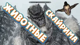 🔞#06 Skyrim SE - Приключения данмера в Скайриме - "Животные Скайрима"