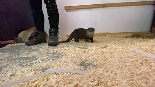 Pip the otter still feeling a bit anxious , first minutes in their new house