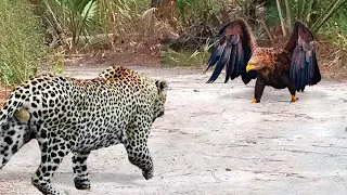 This Leopard Met A Huge Eagle! Here's What Happened Next....