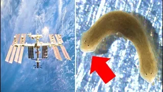 Scientists Couldn't Believe What This Worm Did While In Space