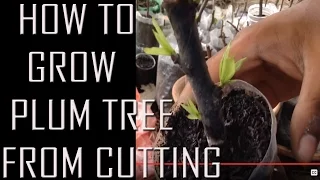 how to grow plum tree from a cutting