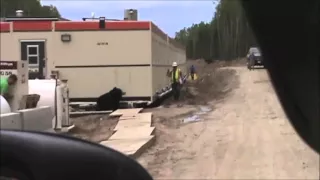 Oilfield Bear Prank