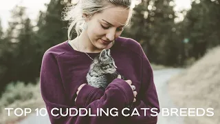 TOP TEN CUDDLING BREEDS OF CATS || BEST CAT BREEDS FOR CUDDLING || ALL ROUNDER NATURE SOUNDS